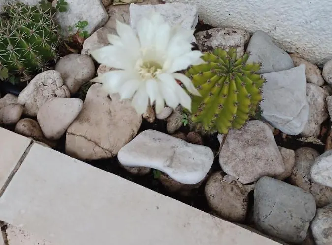 Διαμέρισμα Makarska *